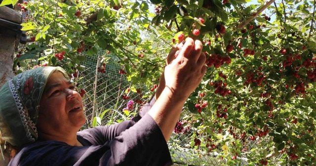 Bozkurt, 15 Ekim Dünya Kadın Çiftçiler Günü’nü kutladı