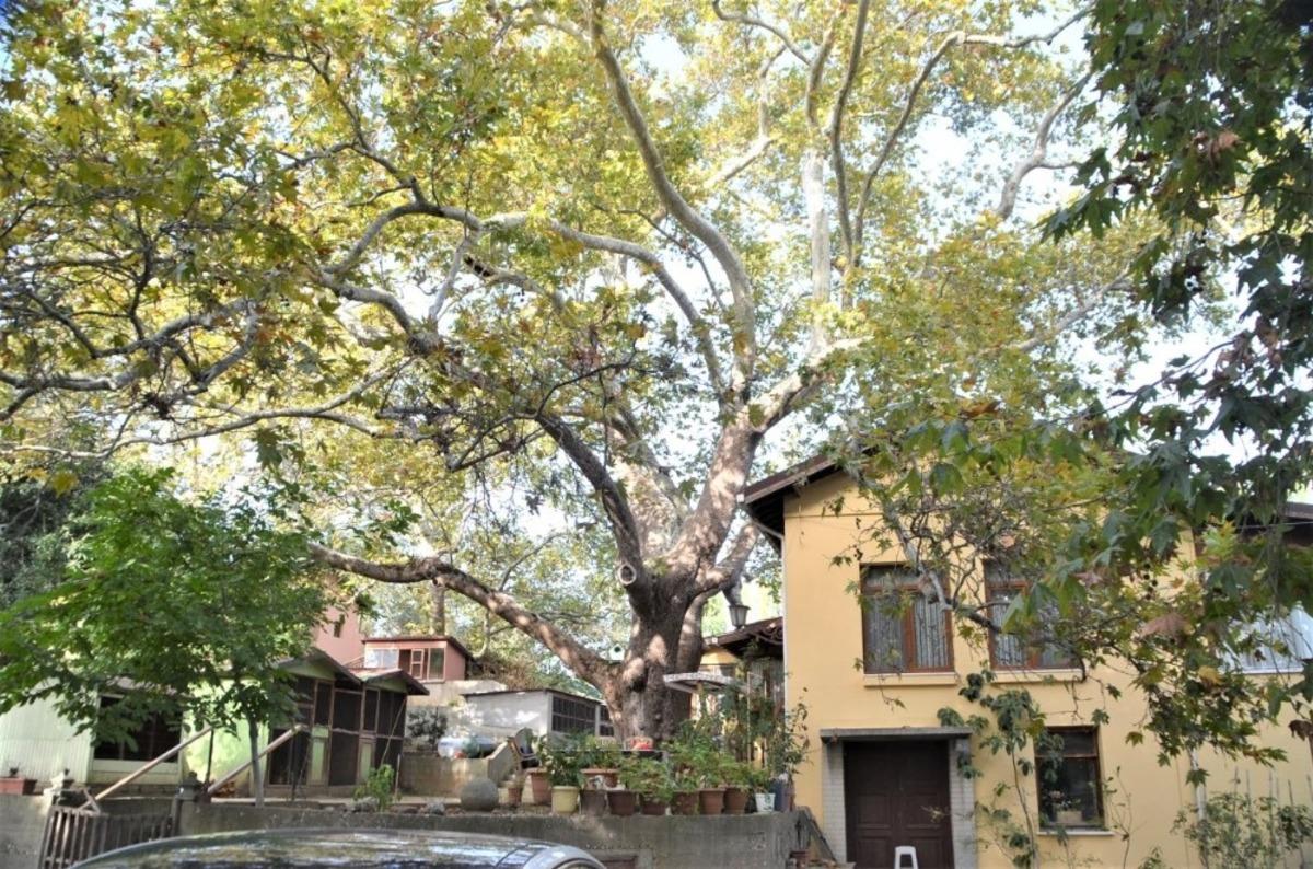 Erdek&rsquo;te 800 yıllık g&ouml;rkemli ulu &ccedil;ınar