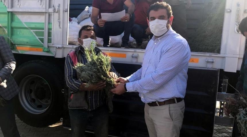 H&uuml;y&uuml;k&rsquo;te &uuml;reticiye 120 bin lavanta fidesi dağıtıldı