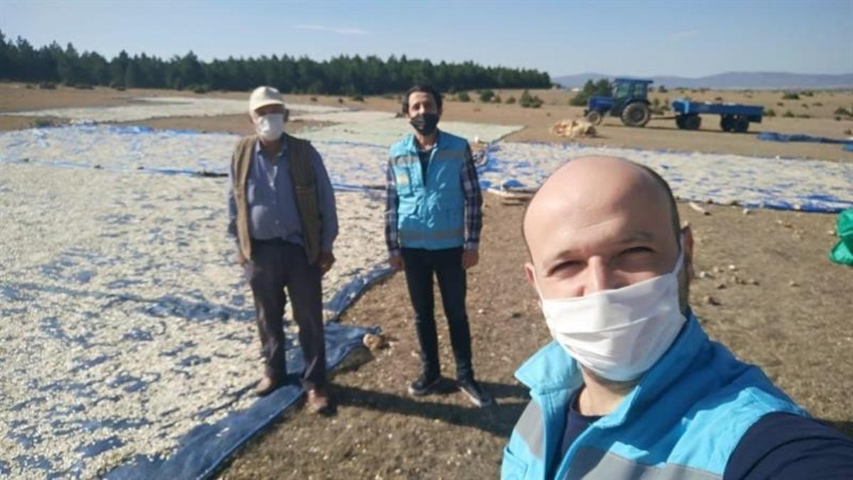 &Ccedil;avdarhisar&rsquo;da &ccedil;erezlik kabak hasadı başladı