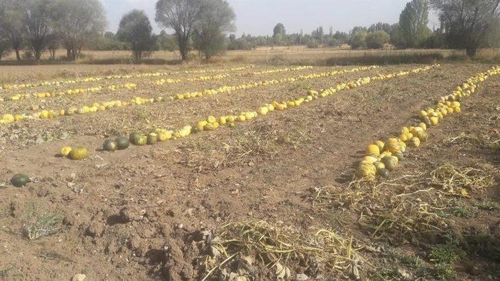 Çavdarhisar’da çerezlik kabak hasadı başladı G2