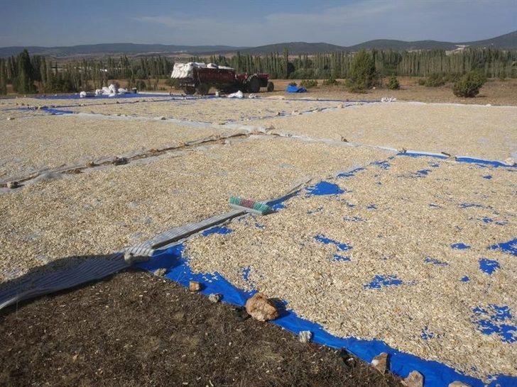 Çavdarhisar’da çerezlik kabak hasadı başladı G3