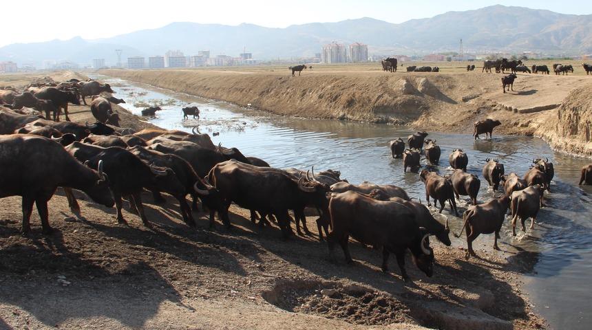 Afyonkarahisar'da Afrika'yı aratmayan görüntüler!