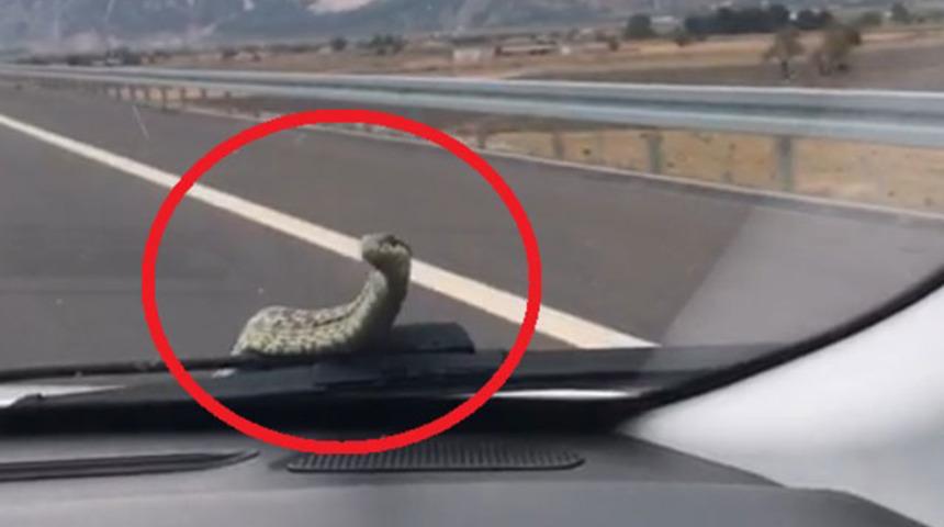 Otomobilin kaputundan çıkan yılan şaşkına çevirmişti! Prof. Dr. Olgun'dan açıklama