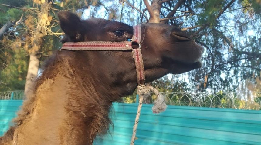 Türk-Amerikan dostluğuna 'deve' katkısı