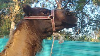 Türk-Amerikan dostluğuna 'deve' katkısı