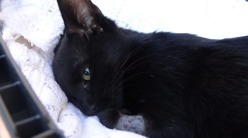 Oynasın diye bah&ccedil;eye &ccedil;ıkarmıştı! Kedisinin zehirlendiğini &ouml;ğrenince...