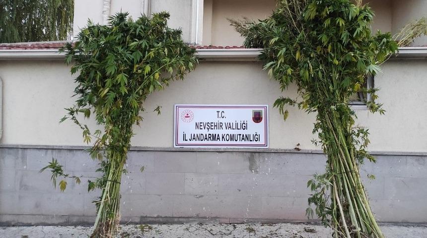 Özkonak’ta 94 kök Hint keneviri ele geçirildi