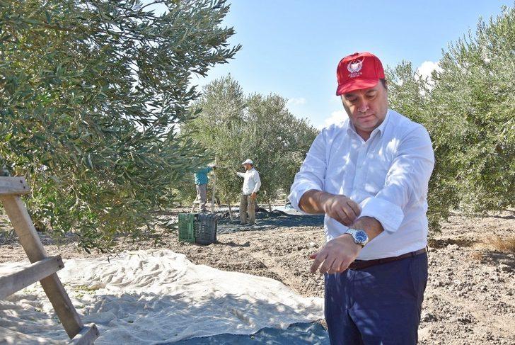 Başkan Dutlulu, belediyeye ait arazilerde zeytin hasadı yaptı G2