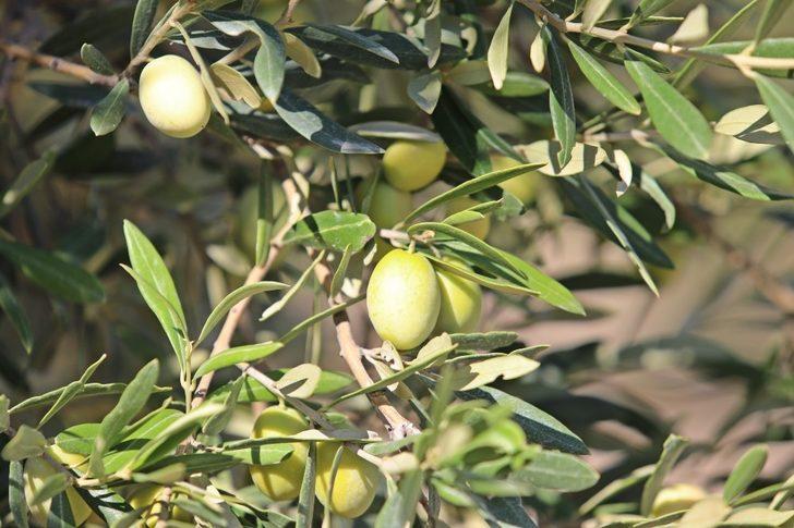 Başkan Dutlulu, belediyeye ait arazilerde zeytin hasadı yaptı G4