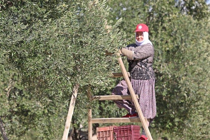 Başkan Dutlulu, belediyeye ait arazilerde zeytin hasadı yaptı G5