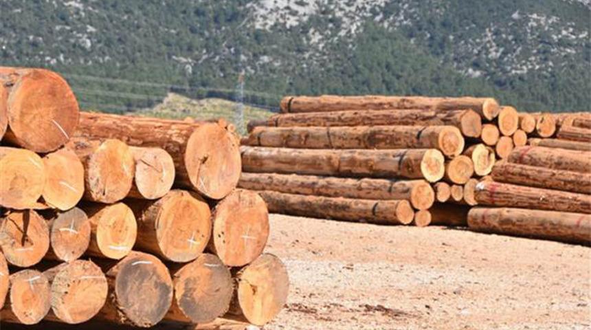 Orman vurgununda Fethiye Orman İşletme Müdürü'ne gözaltı