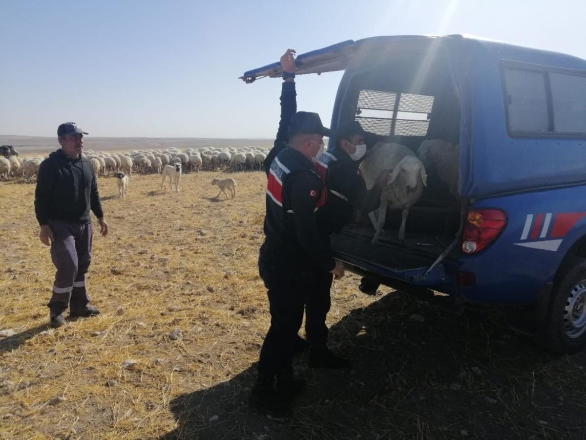 K&uuml;&ccedil;&uuml;kbaş hayvan hırsızları jandarmadan ka&ccedil;amadı