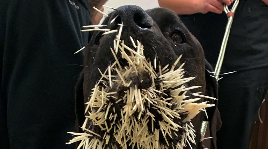 Oklu kirpi saldırısı! 500'den fazla ok çıkartıldı