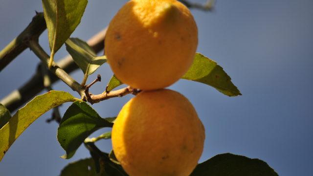 Rüyada limon görmek ne anlama gelir? Rüyada limon kabuğu, kopardığını görmek ne demek?