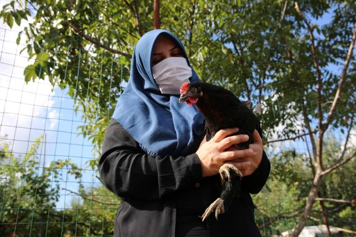 Kocaeli &ccedil;ift&ccedil;isine 20 bin tavuk desteği