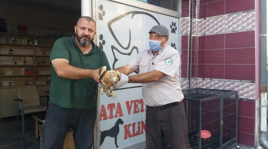 Yaralı Kızıl Şahin tedaviye alındı