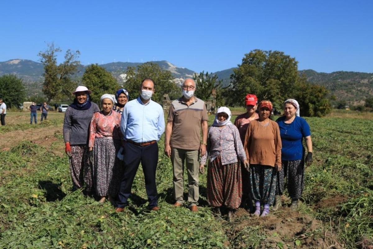 Tatlı patates i&ccedil;in kariyerini terk etti, ilk hasadı yaptı