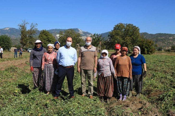 Tatlı patates için kariyerini terk etti, ilk hasadı yaptı G1
