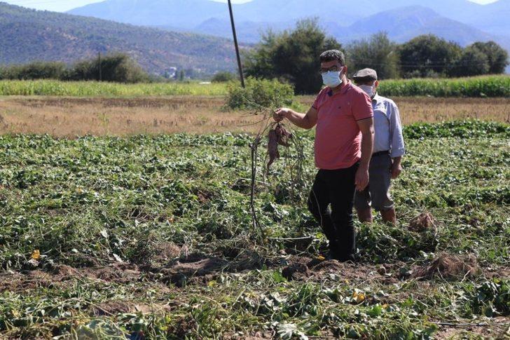 Tatlı patates için kariyerini terk etti, ilk hasadı yaptı G2