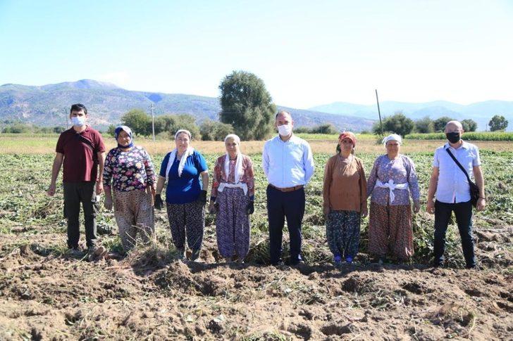 Tatlı patates için kariyerini terk etti, ilk hasadı yaptı G3