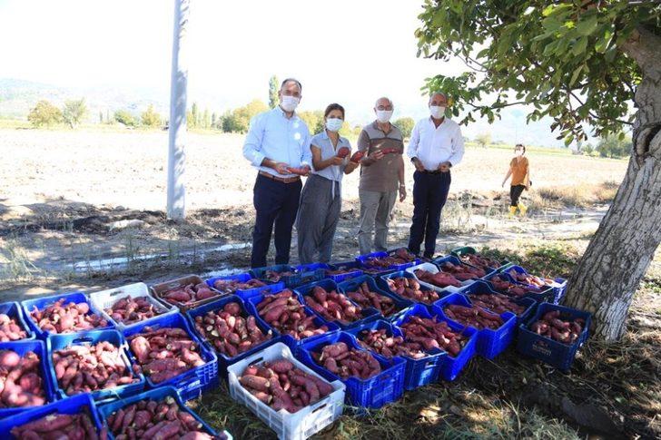 Tatlı patates için kariyerini terk etti, ilk hasadı yaptı G4