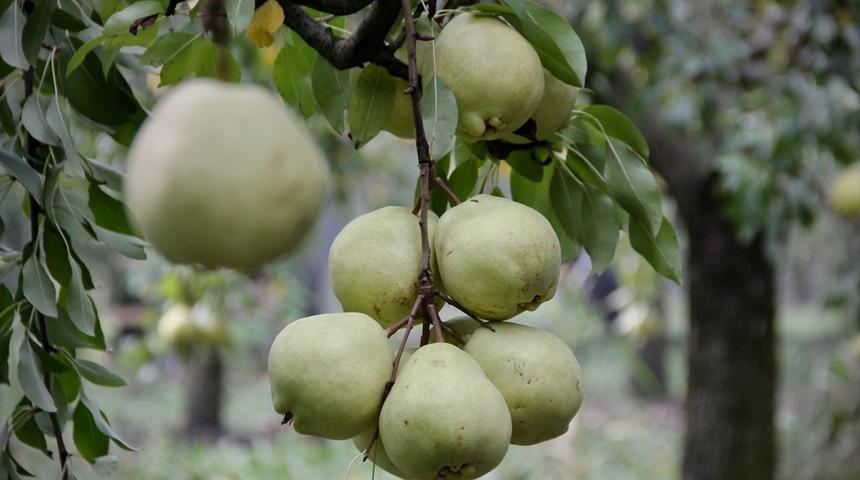 Tanesi 1,5 kilo geliyor! Dayanıklı, iri, bol sulu...