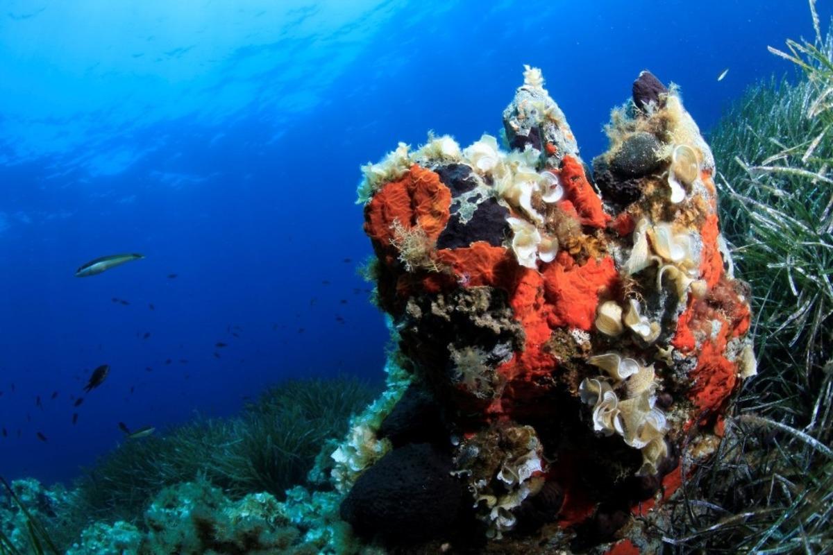 Arıtma suyunun kalitesi K&ouml;rfez&rsquo;deki yaşamı da zenginleştiriyor