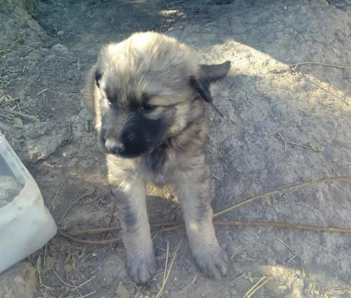 Sungurlu&rsquo;da yavru k&ouml;pekler bakıma alındı