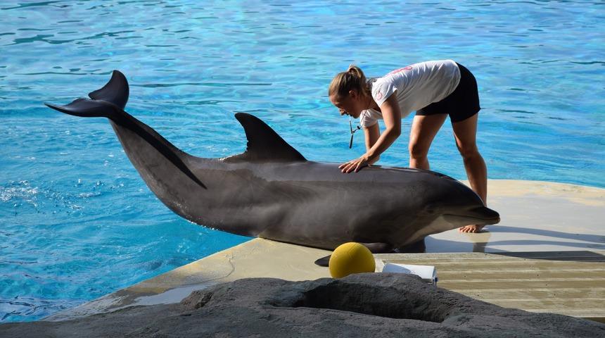 ABD'li firma geliştirdi: Robot yunus gerçek yunusu aratmıyor!