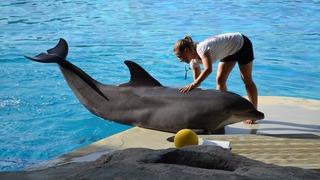 ABD'li firma geliştirdi: Robot yunus gerçek yunusu aratmıyor!