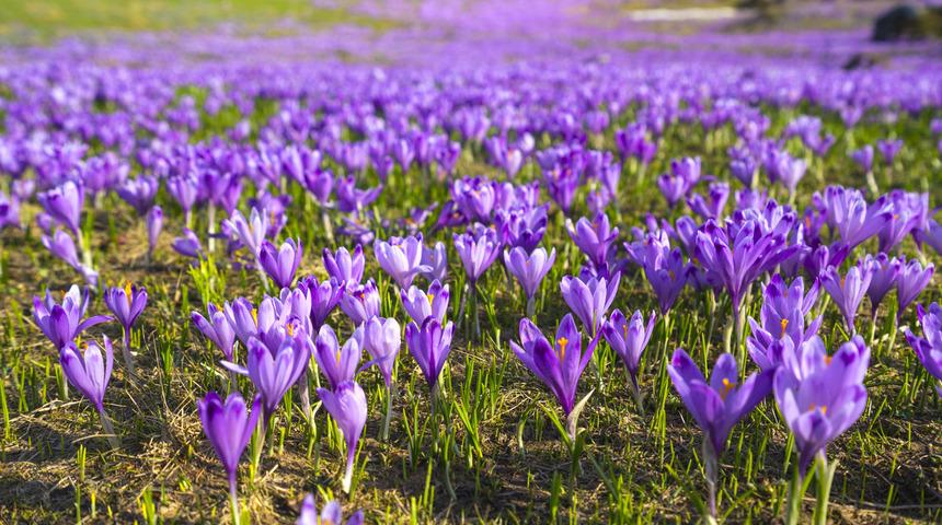 Safranbolu'da yetişiyor! Mucize bitki çiçek açtı