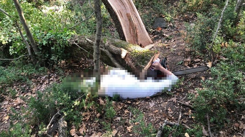 Kestiği ağacın altında kalan şahıs &ouml;ld&uuml;