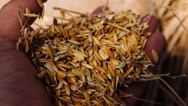 Kimyon çayı faydaları nedir? Kimyon çayı nasıl yapılır?