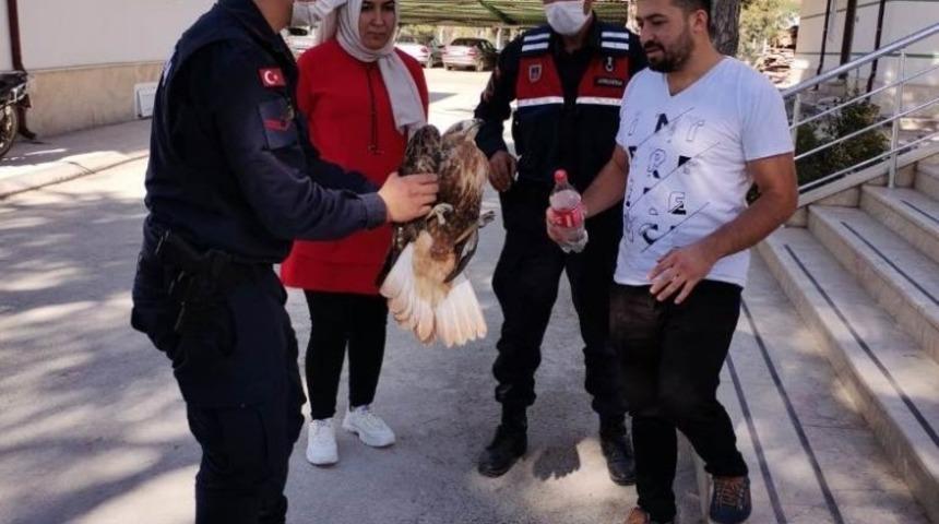 Yaralı şahine jandarma şefkati