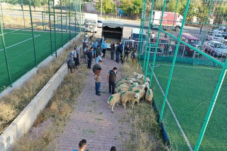Kayseri’de damızlık koçların dağıtımına başlandı G2