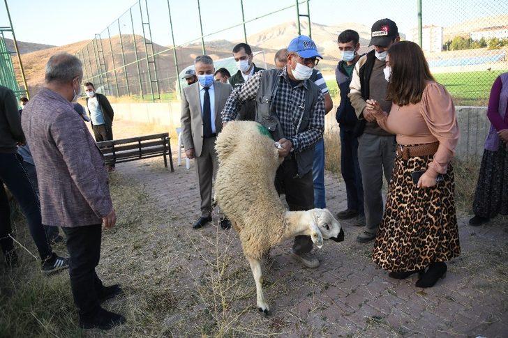 Kayseri’de damızlık koçların dağıtımına başlandı G4