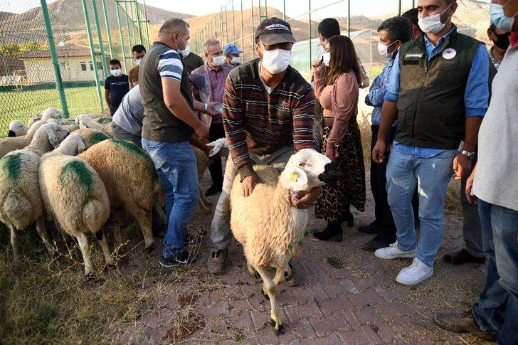 Kayseri’de damızlık koçların dağıtımına başlandı G5