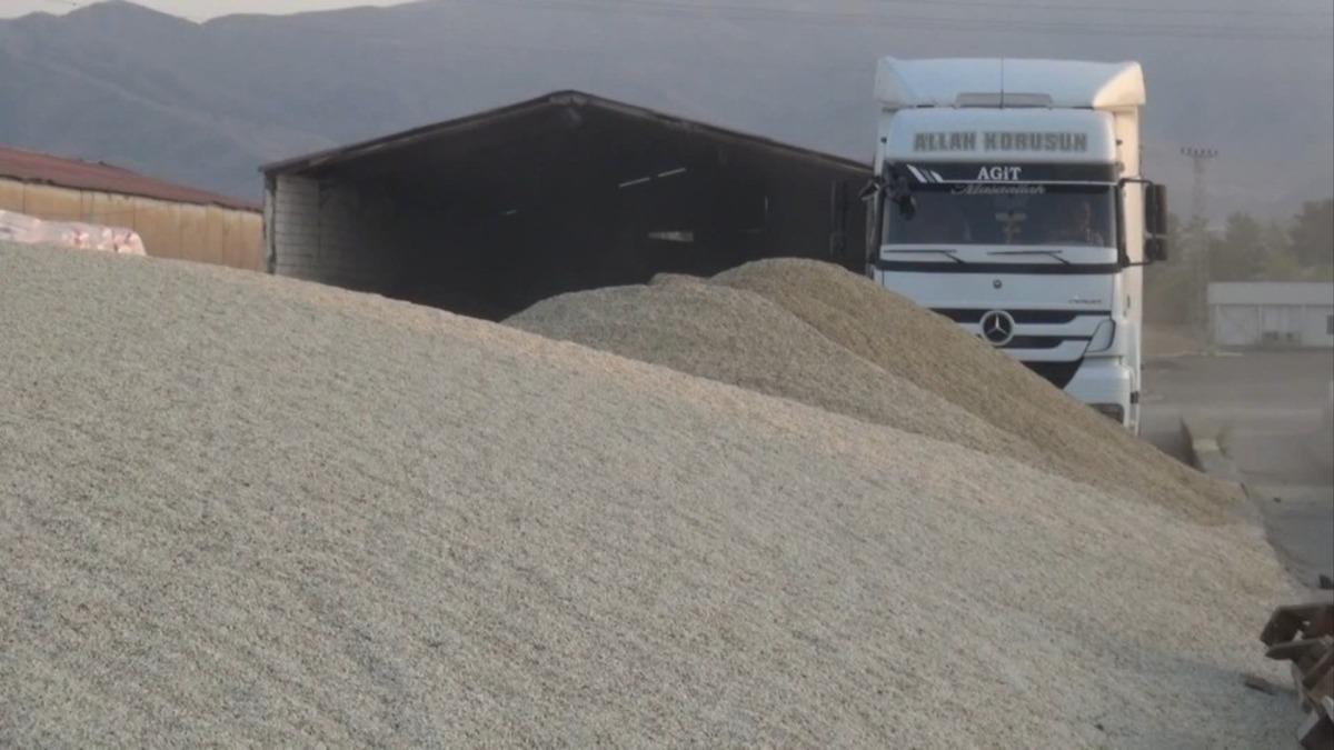 Muş&rsquo;ta aspir hasadı yapıldı