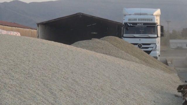 Muş’ta aspir hasadı yapıldı