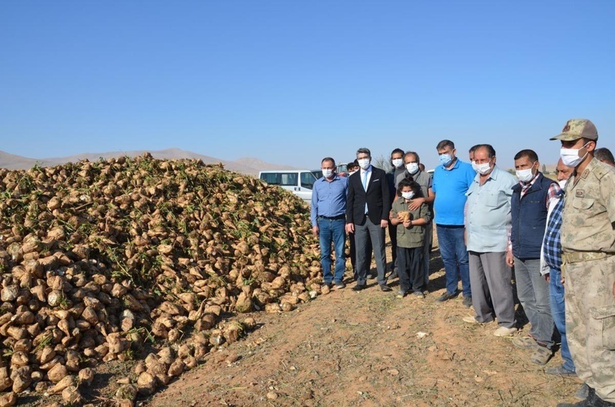 Darende&rsquo;de pancar &uuml;retimi artıyor