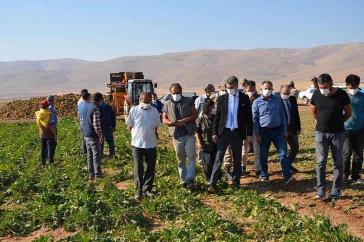 Darende’de pancar üretimi artıyor G2