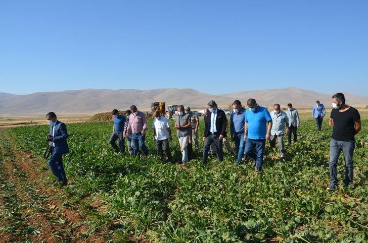 Darende’de pancar üretimi artıyor G3