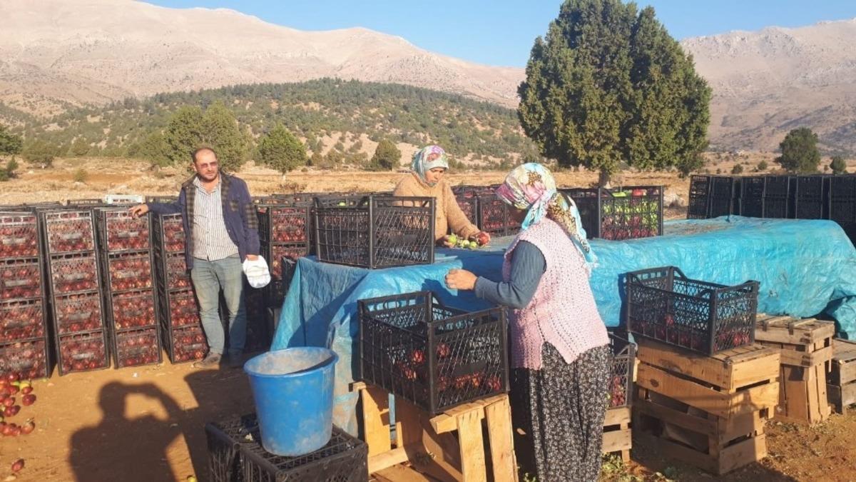 Tufanbeyli&rsquo;de elma hasadı başladı