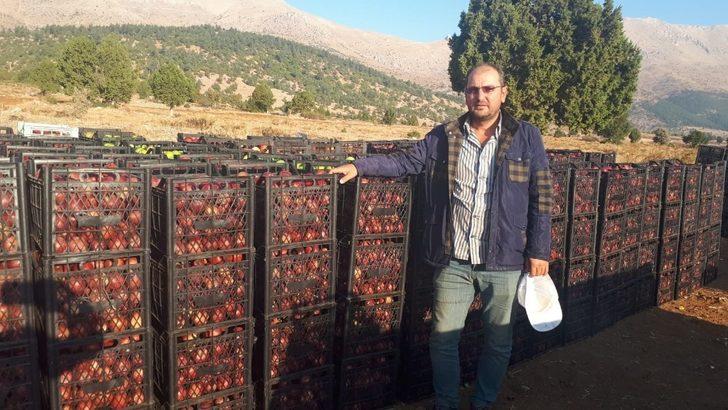 Tufanbeyli’de elma hasadı başladı G2