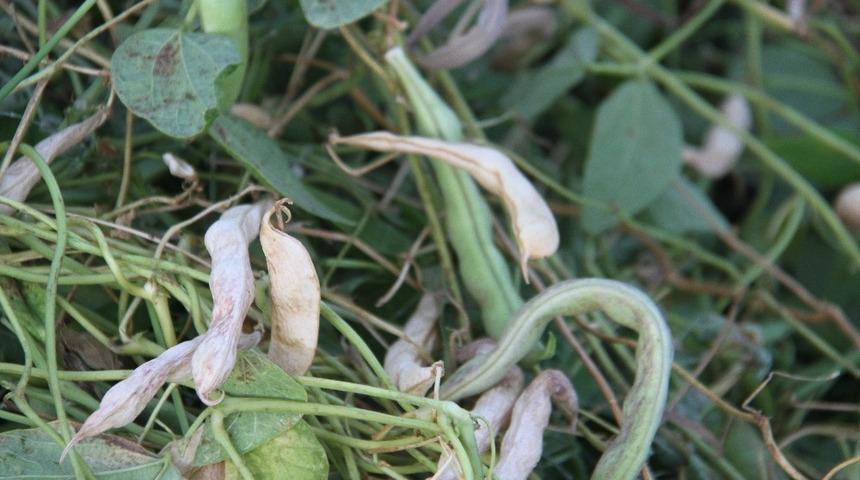 Ak&ccedil;abelen şeker fasulyesi coğrafi işaret tescil belgesi aldı