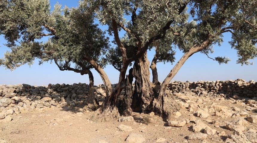 Şanlıurfa&rsquo;da bin 350 yıllık zeytin ağacı bulundu