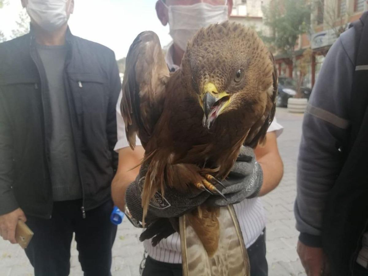 Yaralı olarak bulunan Şahin tedavi altına alındı