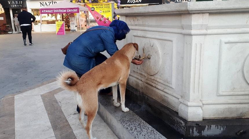 Erzincan’da yürekleri ısıtan görüntü! Sokak köpeğine elleriyle su içirdi