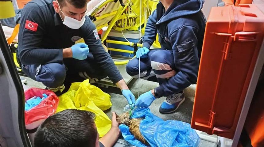 Burdur'daki yangında dumandan etkilenen kediye ambulansta müdahale